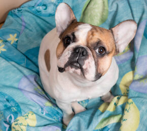 6 interesting facts About Dogs You Probably Don’t Know!