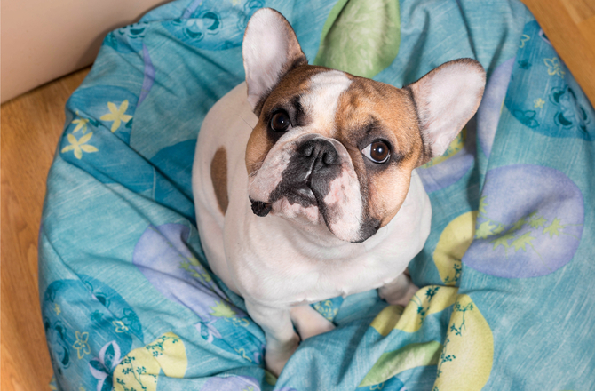 6 interesting facts About Dogs You Probably Don’t Know!