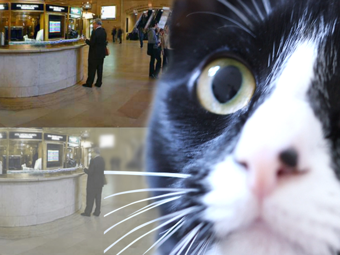 How Cats See The World Compared To Humans!