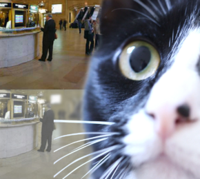 How Cats See The World Compared To Humans!