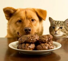 10 Foods That Are Bad For Your Dog