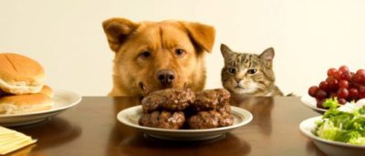 10 Foods That Are Bad For Your Dog
